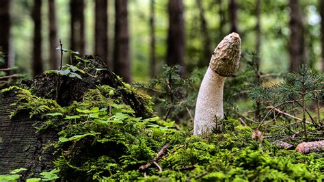 mushroom heaf